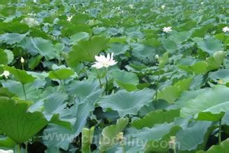 shallow water lotus