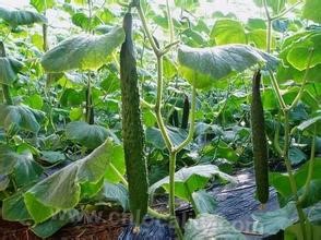 Huaian cucumber