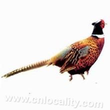 Su Yang Chinese herbal medicine pheasant