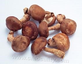 Yilin mushroom