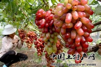 Liang Shi River Grape