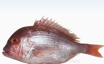 Red Snapper