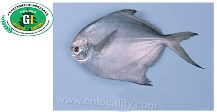 Ganyu pomfret