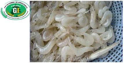 Ganyu white shrimp