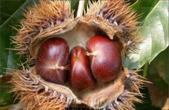 Ganyu chestnut