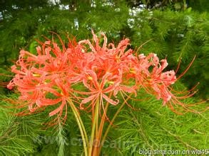 Lianyungang safflower