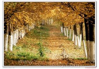 Gangcheng ginkgo