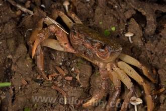 Mountain crab