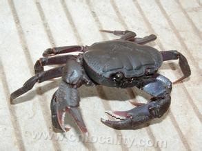 Lianyungang mountain crab