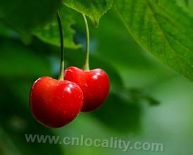 Yuntaishan cherry