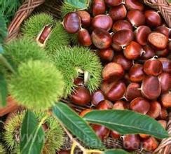 Yuntaishan chestnut