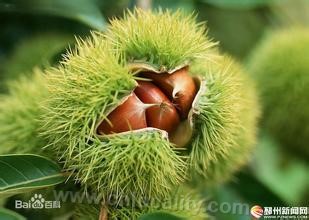 Pizhou chestnut