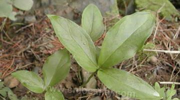 Pinellia ternata