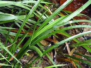 grass-leaf sweetflag