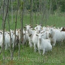 Suining white goat