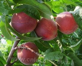 Fengxian peach