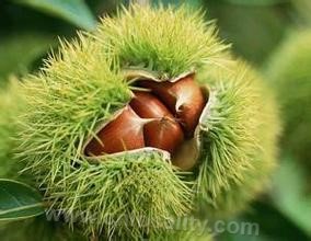 Shaodian chestnut