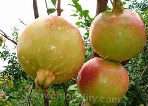 Green pomegranate