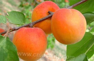 Badou apricot