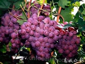 Chuncheng grapes