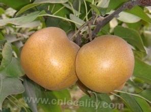 Aidang pear