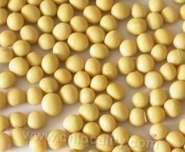 Linghai soybean