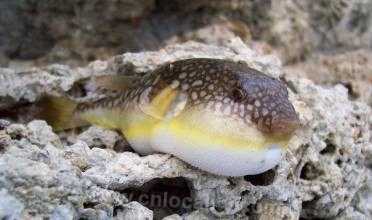 Yangtze puffer fish