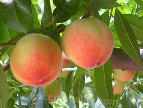 Yangshan peach