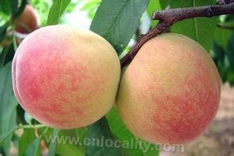 Wuxi peach