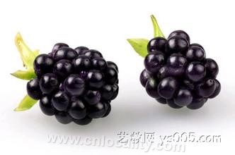 blackberry