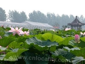 Baoying lotus root