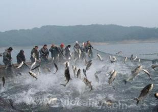 Bighead carp in Dahuofang reservoir