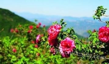 Miaofengshan rose