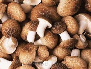 Xinbin mushroom