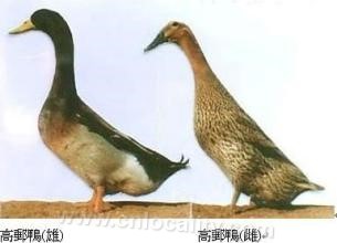 Gaoyou duck