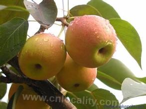 Hongnanguo pear