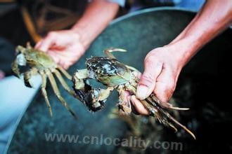 Taihu Chinese mitten crab