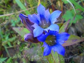 Gentiana Qingyuan