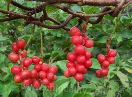 Schisandra chinensis in Fushun