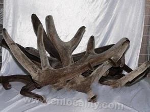 Qingyuan pilose antler