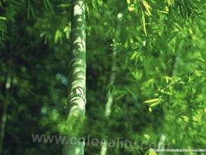 Bamboo in Deqing