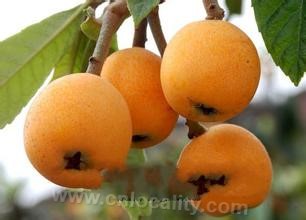 Leidian loquat