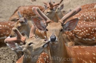 Xifeng sika deer