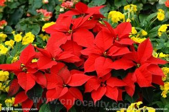 &quot;poinsettia&quot;