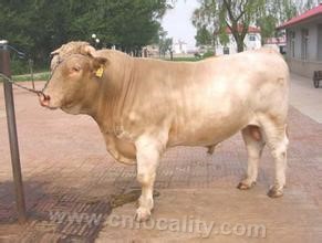 Liaoning Liaoyu White Cattle