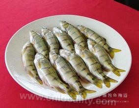 Jinxi grouper