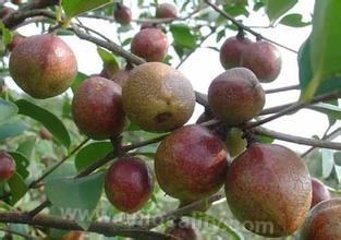 Changshan black peach