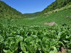 Alpine vegetables