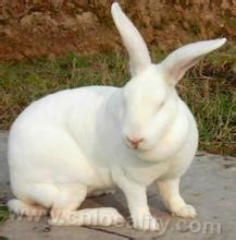 Rex rabbit