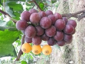 Fujiminori grape